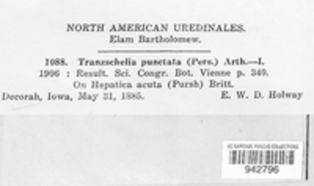 Tranzschelia discolor image